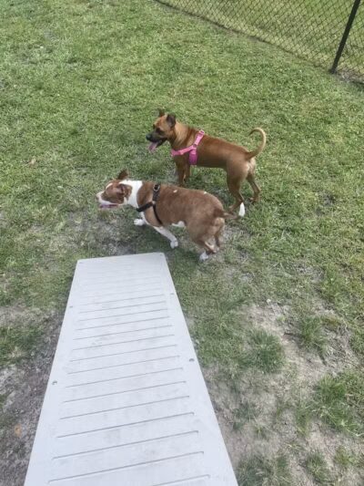 Falcon Square Dog Park - Winter Garden, FL