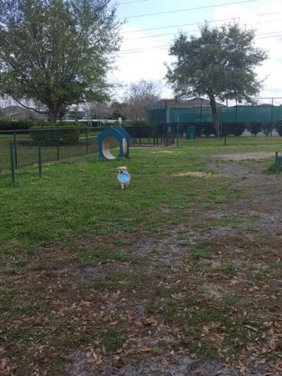 Falcon Square Dog Park - Winter Garden, FL