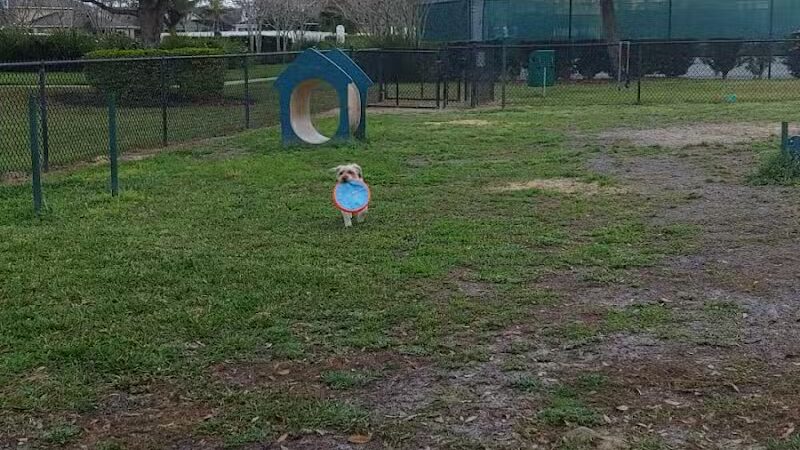 Falcon Square Dog Park - Winter Garden, FL