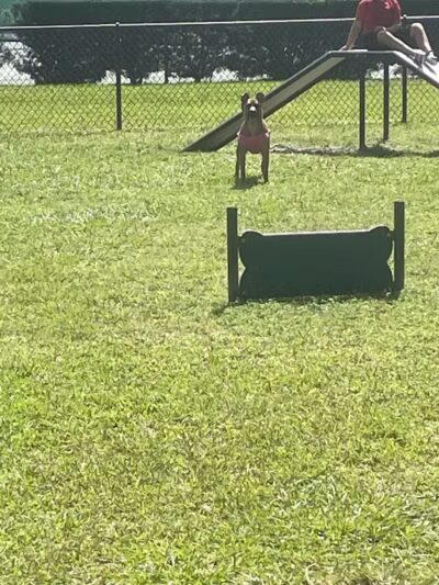 Falcon Square Dog Park - Winter Garden, FL