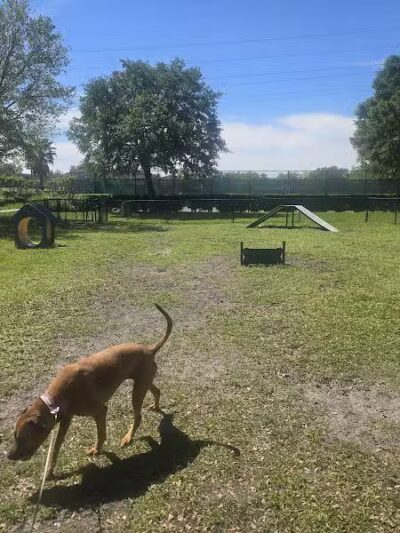Falcon Square Dog Park - Winter Garden, FL