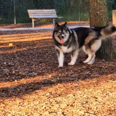 West Orange Dog Park - Winter Garden, FL