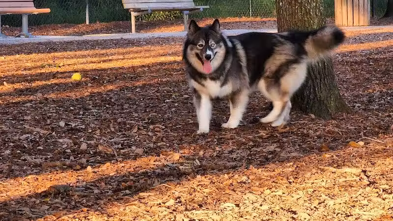 West Orange Dog Park - Winter Garden, FL
