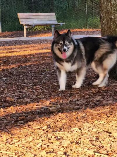 West Orange Dog Park - Winter Garden, FL