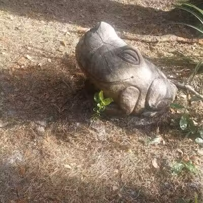 West Orange Dog Park - Winter Garden, FL