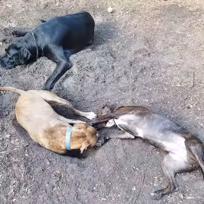 West Orange Dog Park - Winter Garden, FL