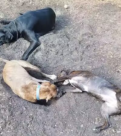 West Orange Dog Park - Winter Garden, FL