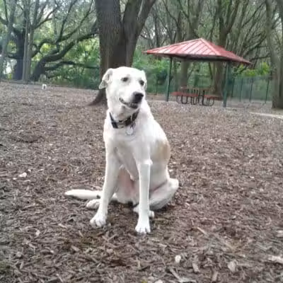 West Orange Dog Park - Winter Garden, FL