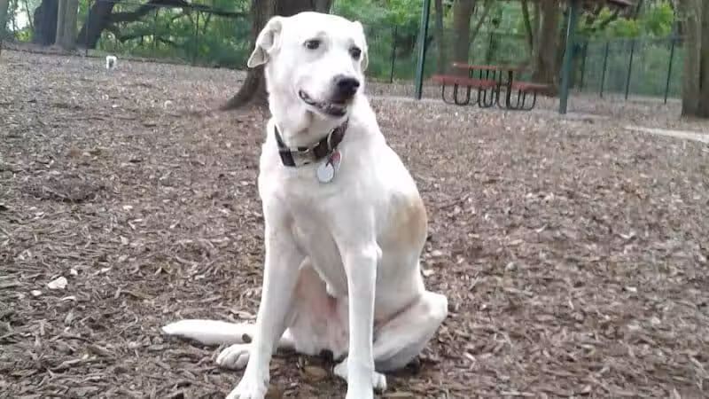 West Orange Dog Park - Winter Garden, FL