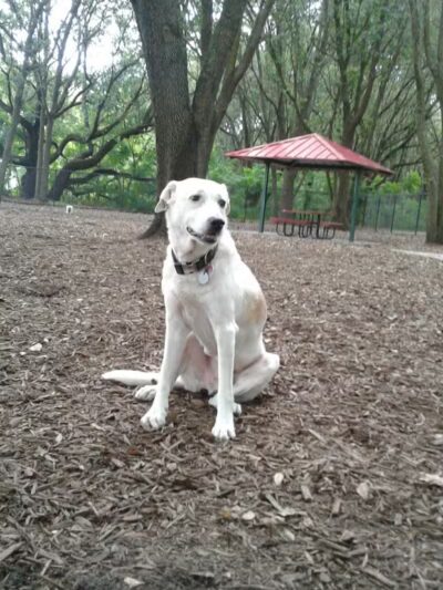 West Orange Dog Park - Winter Garden, FL