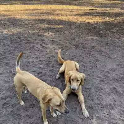 West Orange Dog Park - Winter Garden, FL