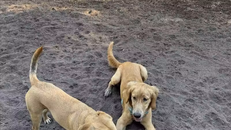 West Orange Dog Park - Winter Garden, FL