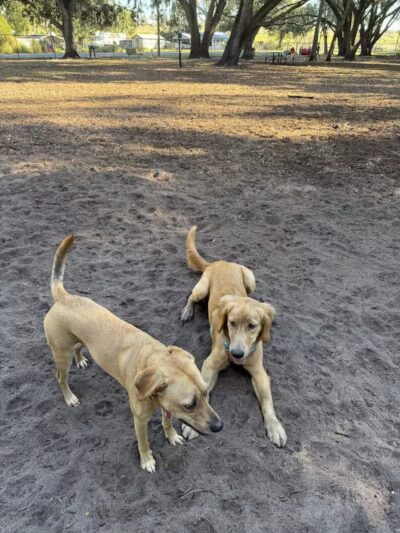 West Orange Dog Park - Winter Garden, FL