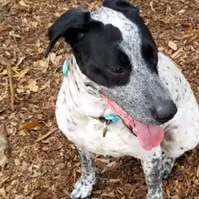 West Orange Dog Park - Winter Garden, FL