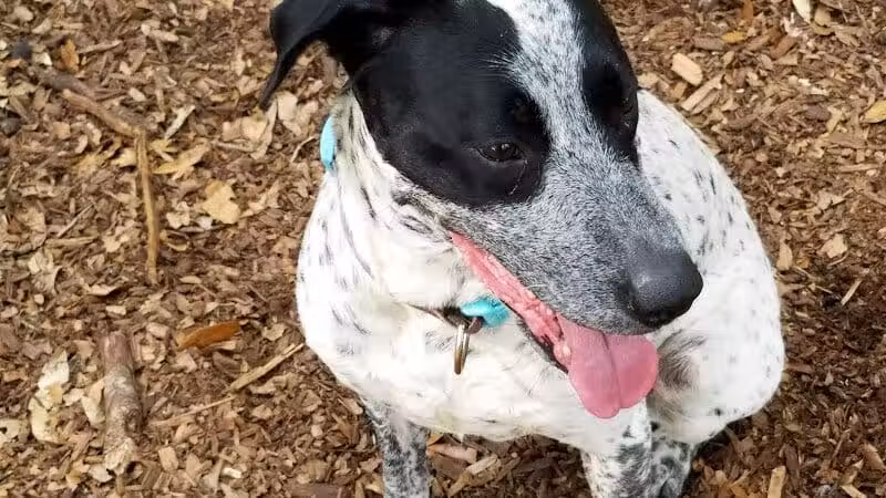 West Orange Dog Park - Winter Garden, FL