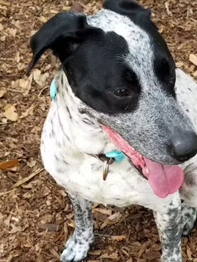 West Orange Dog Park - Winter Garden, FL