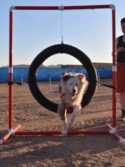 Legend Acres Agility Course Dog Park - Wittmann, AZ