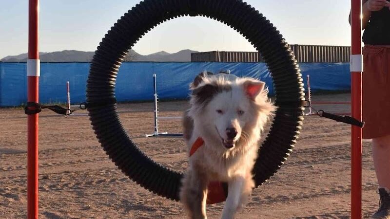 Legend Acres Agility Course Dog Park - Wittmann, AZ