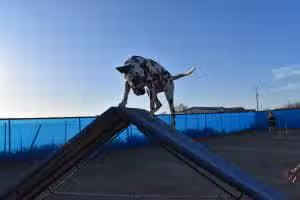 Legend Acres Agility Course Dog Park - Wittmann, AZ