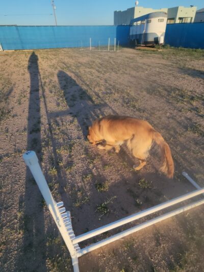 Legend Acres Agility Course Dog Park - Wittmann, AZ