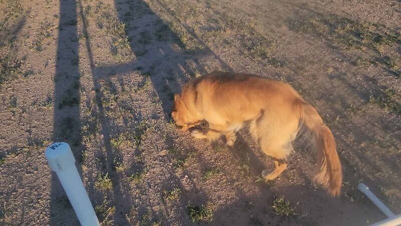 Legend Acres Agility Course Dog Park - Wittmann, AZ