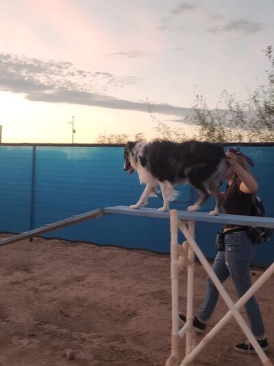 Legend Acres Agility Course Dog Park - Wittmann, AZ