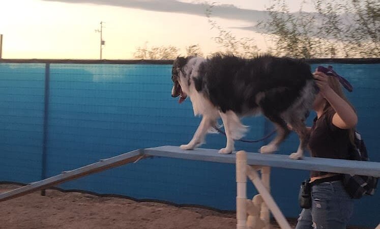 Legend Acres Agility Course Dog Park - Wittmann, AZ