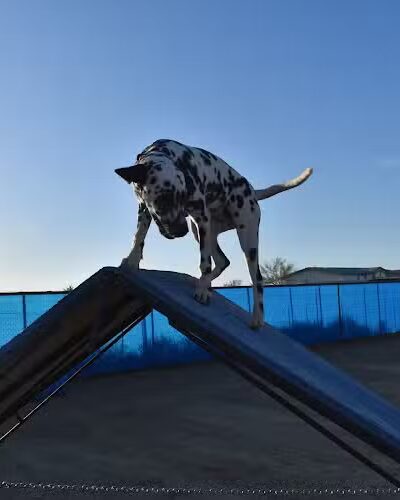 Legend Acres Agility Course Dog Park - Wittmann, AZ