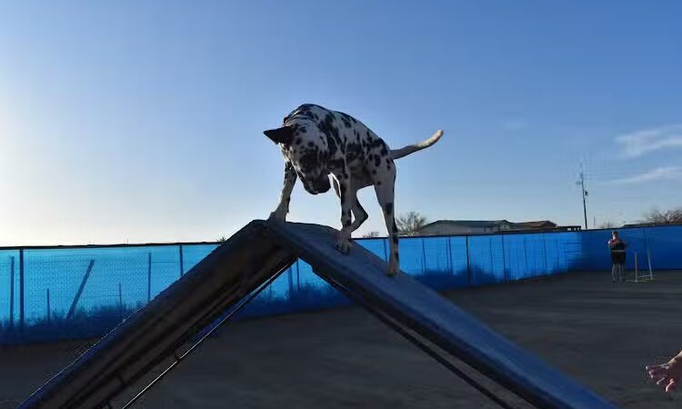 Legend Acres Agility Course Dog Park - Wittmann, AZ