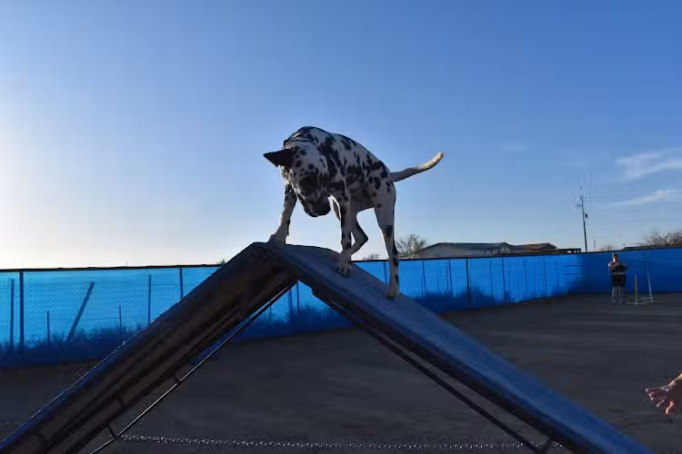 Legend Acres Agility Course Dog Park - Wittmann, AZ