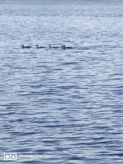 Mattatuck Beach - Wolcott, CT
