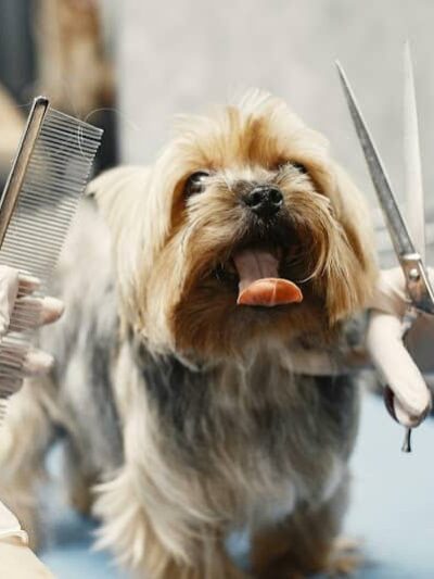 Wagging Tails Animal Daycare & Pet Spa | Cat & Dog Boarding CT - Cat & Dog Grooming CT - Wolcott, CT