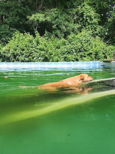 Wagging Tails Animal Daycare & Pet Spa | Cat & Dog Boarding CT - Cat & Dog Grooming CT - Wolcott, CT