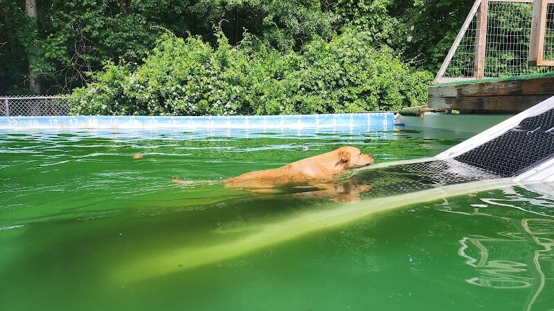 Wagging Tails Animal Daycare & Pet Spa | Cat & Dog Boarding CT - Cat & Dog Grooming CT - Wolcott, CT