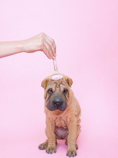 Wagging Tails Animal Daycare & Pet Spa | Cat & Dog Boarding CT - Cat & Dog Grooming CT - Wolcott, CT