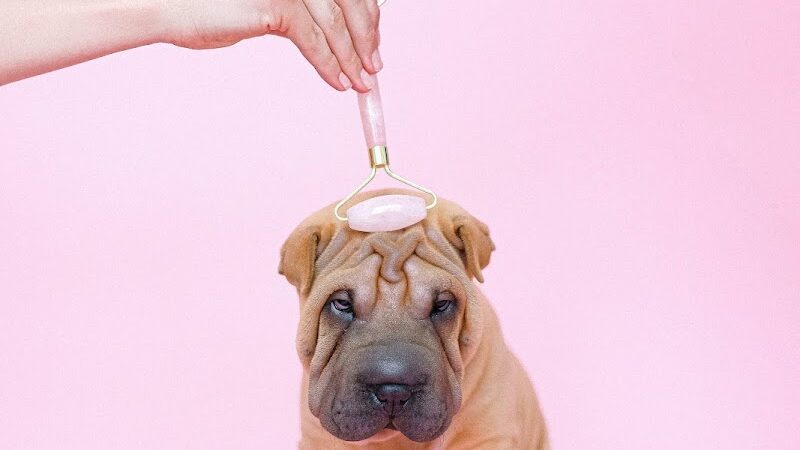 Wagging Tails Animal Daycare & Pet Spa | Cat & Dog Boarding CT - Cat & Dog Grooming CT - Wolcott, CT