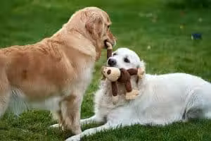 Wagging Tails Animal Daycare & Pet Spa | Cat & Dog Boarding CT - Cat & Dog Grooming CT - Wolcott, CT