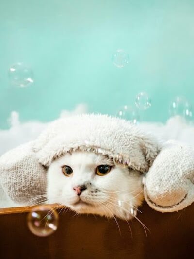 Wagging Tails Animal Daycare & Pet Spa | Cat & Dog Boarding CT - Cat & Dog Grooming CT - Wolcott, CT