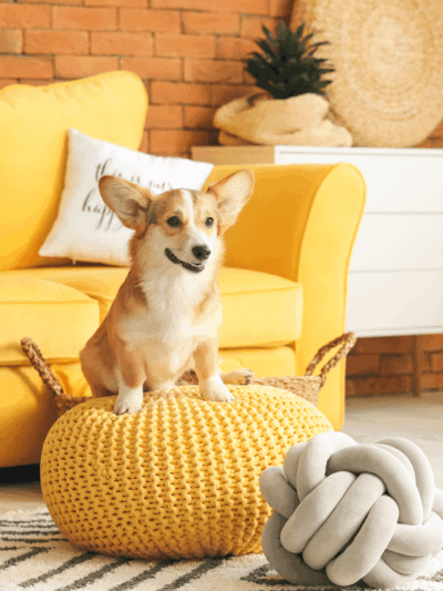 Wagging Tails Animal Daycare & Pet Spa | Cat & Dog Boarding CT - Cat & Dog Grooming CT - Wolcott, CT