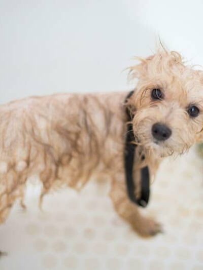 Wagging Tails Animal Daycare & Pet Spa | Cat & Dog Boarding CT - Cat & Dog Grooming CT - Wolcott, CT