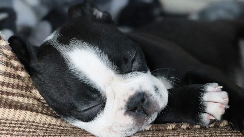 Wagging Tails Animal Daycare & Pet Spa | Cat & Dog Boarding CT - Cat & Dog Grooming CT - Wolcott, CT