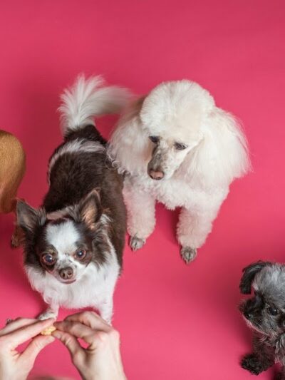 Wagging Tails Animal Daycare & Pet Spa | Cat & Dog Boarding CT - Cat & Dog Grooming CT - Wolcott, CT