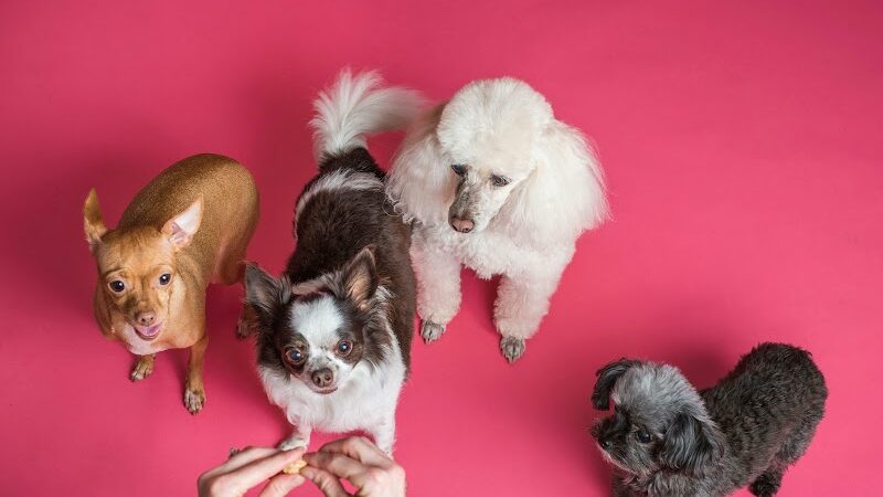 Wagging Tails Animal Daycare & Pet Spa | Cat & Dog Boarding CT - Cat & Dog Grooming CT - Wolcott, CT