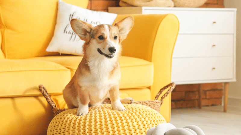 Wagging Tails Animal Daycare & Pet Spa | Cat & Dog Boarding CT - Cat & Dog Grooming CT - Wolcott, CT