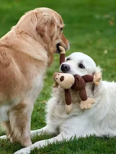 Wagging Tails Animal Daycare & Pet Spa | Cat & Dog Boarding CT - Cat & Dog Grooming CT - Wolcott, CT