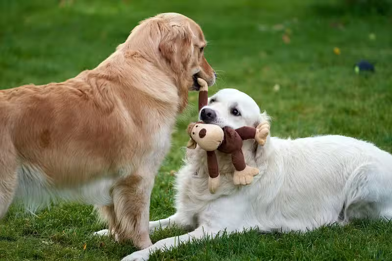 Wagging Tails Animal Daycare & Pet Spa | Cat & Dog Boarding CT - Cat & Dog Grooming CT - Wolcott, CT