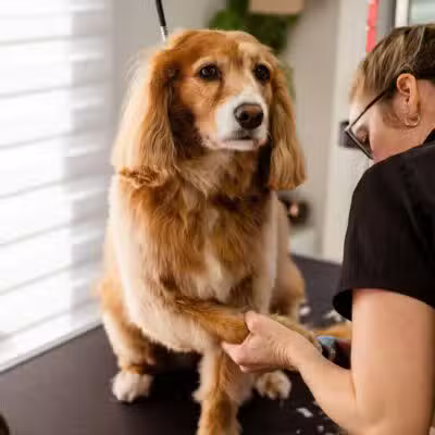 Wagging Tails Animal Daycare & Pet Spa | Cat & Dog Boarding CT - Cat & Dog Grooming CT - Wolcott, CT