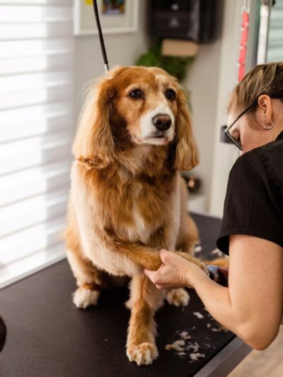 Wagging Tails Animal Daycare & Pet Spa | Cat & Dog Boarding CT - Cat & Dog Grooming CT - Wolcott, CT