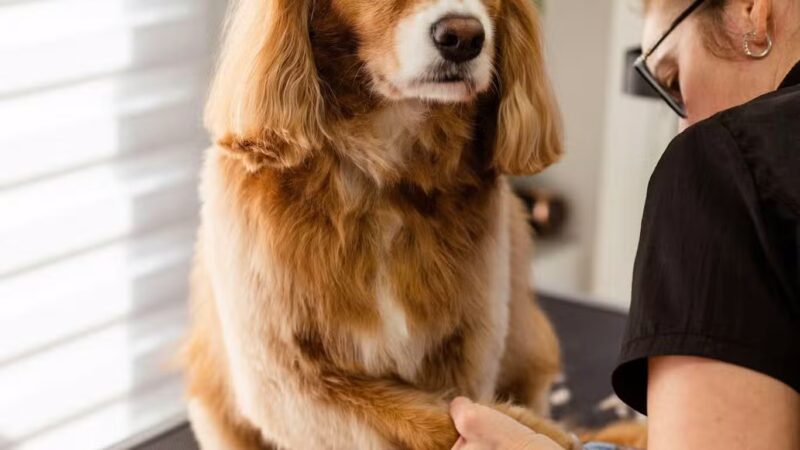 Wagging Tails Animal Daycare & Pet Spa | Cat & Dog Boarding CT - Cat & Dog Grooming CT - Wolcott, CT