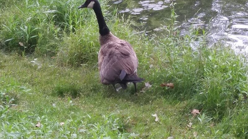 Bell Lake Park - Woodbury, NJ